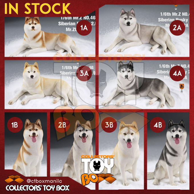 Mr. Z 1/6 Animal Model 46 Siberian Husky 2.0 (1A/2A/3A/4A/1B/2B/3B/4B)