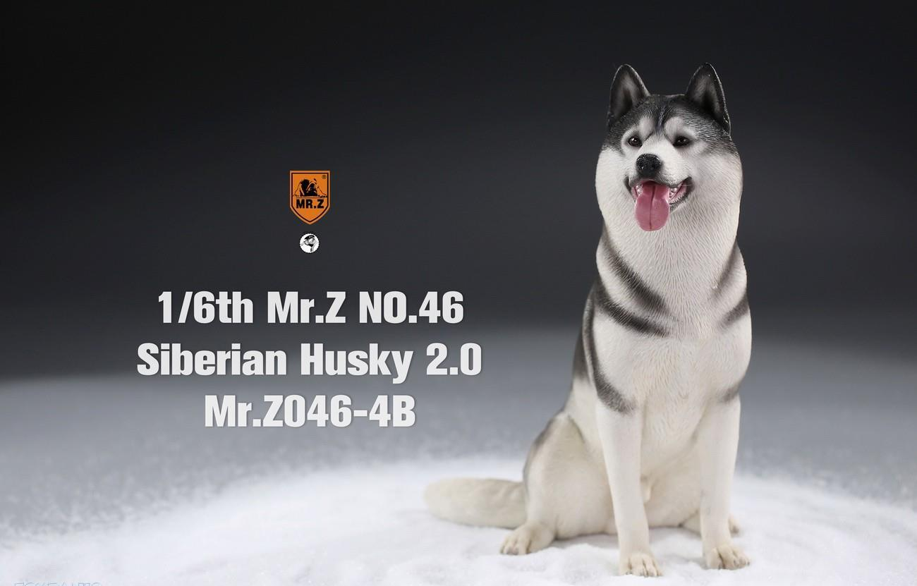 Mr. Z 1/6 Animal Model 46 Siberian Husky 2.0 (1A/2A/3A/4A/1B/2B/3B/4B)