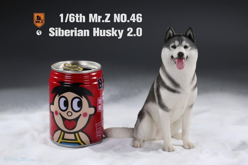 Mr. Z 1/6 Animal Model 46 Siberian Husky 2.0 (1A/2A/3A/4A/1B/2B/3B/4B)