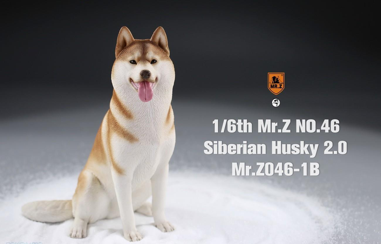 Mr. Z 1/6 Animal Model 46 Siberian Husky 2.0 (1A/2A/3A/4A/1B/2B/3B/4B)