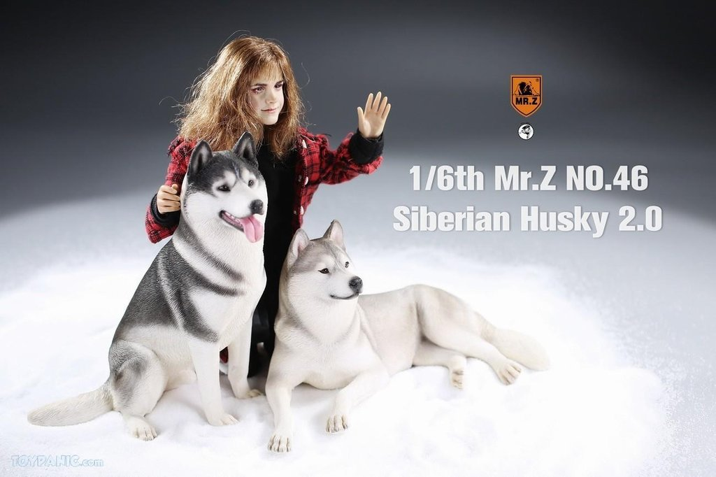 Mr. Z 1/6 Animal Model 46 Siberian Husky 2.0 (1A/2A/3A/4A/1B/2B/3B/4B)