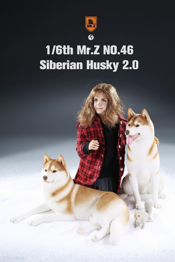 Mr. Z 1/6 Animal Model 46 Siberian Husky 2.0 (1A/2A/3A/4A/1B/2B/3B/4B)