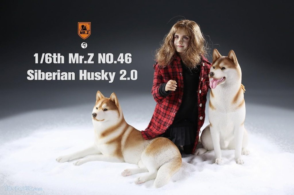 Mr. Z 1/6 Animal Model 46 Siberian Husky 2.0 (1A/2A/3A/4A/1B/2B/3B/4B)