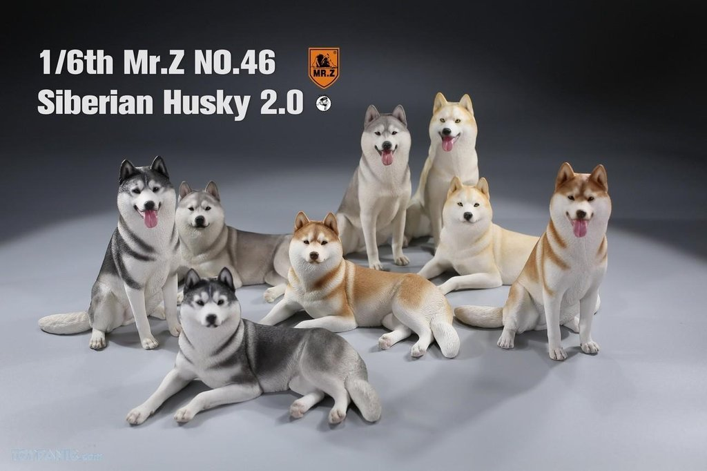 Mr. Z 1/6 Animal Model 46 Siberian Husky 2.0 (1A/2A/3A/4A/1B/2B/3B/4B)