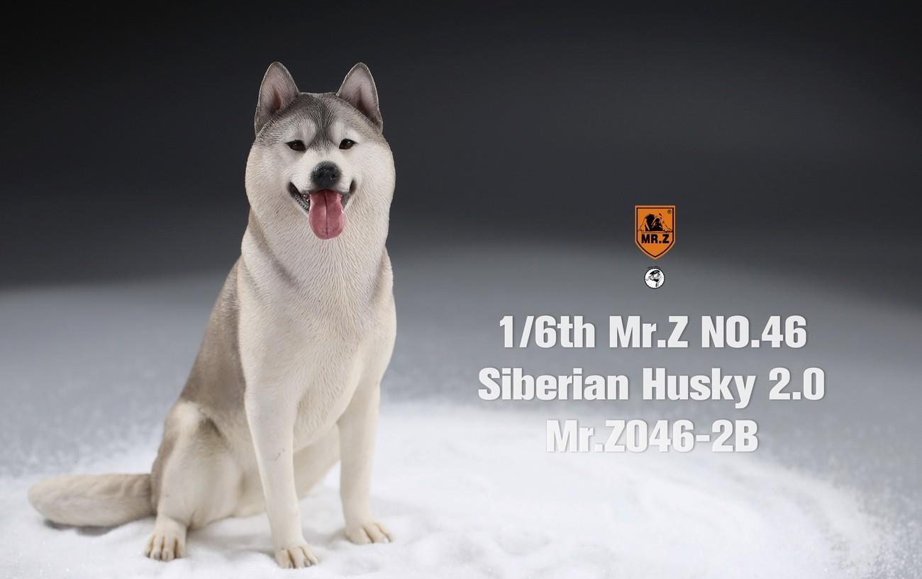 Mr. Z 1/6 Animal Model 46 Siberian Husky 2.0 (1A/2A/3A/4A/1B/2B/3B/4B)