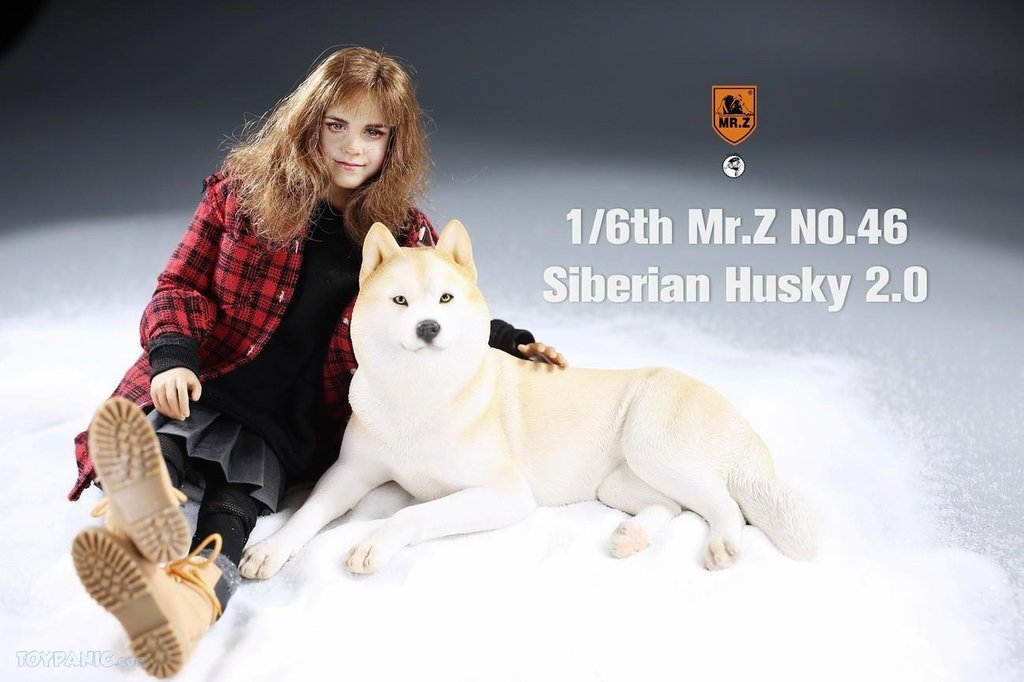 Mr. Z 1/6 Animal Model 46 Siberian Husky 2.0 (1A/2A/3A/4A/1B/2B/3B/4B)