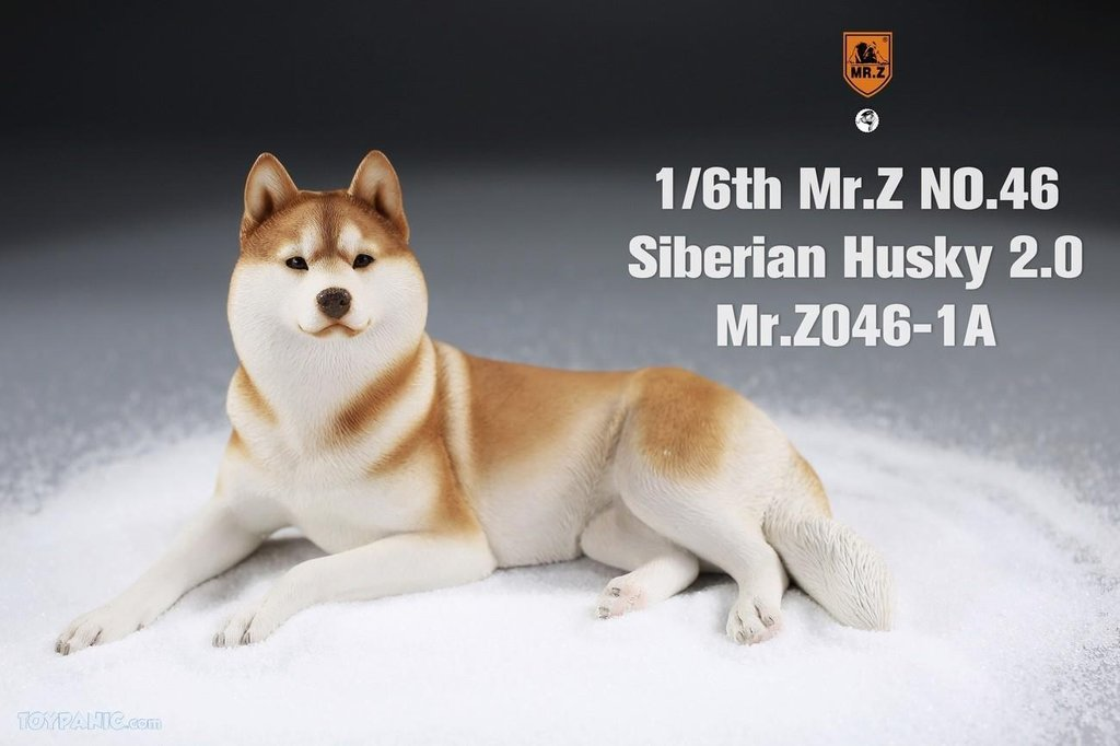 Mr. Z 1/6 Animal Model 46 Siberian Husky 2.0 (1A/2A/3A/4A/1B/2B/3B/4B)