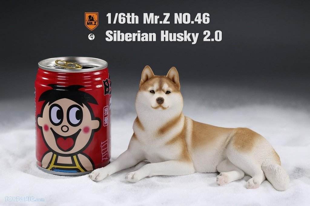 Mr. Z 1/6 Animal Model 46 Siberian Husky 2.0 (1A/2A/3A/4A/1B/2B/3B/4B)