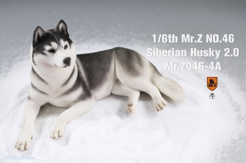 Mr. Z 1/6 Animal Model 46 Siberian Husky 2.0 (1A/2A/3A/4A/1B/2B/3B/4B)