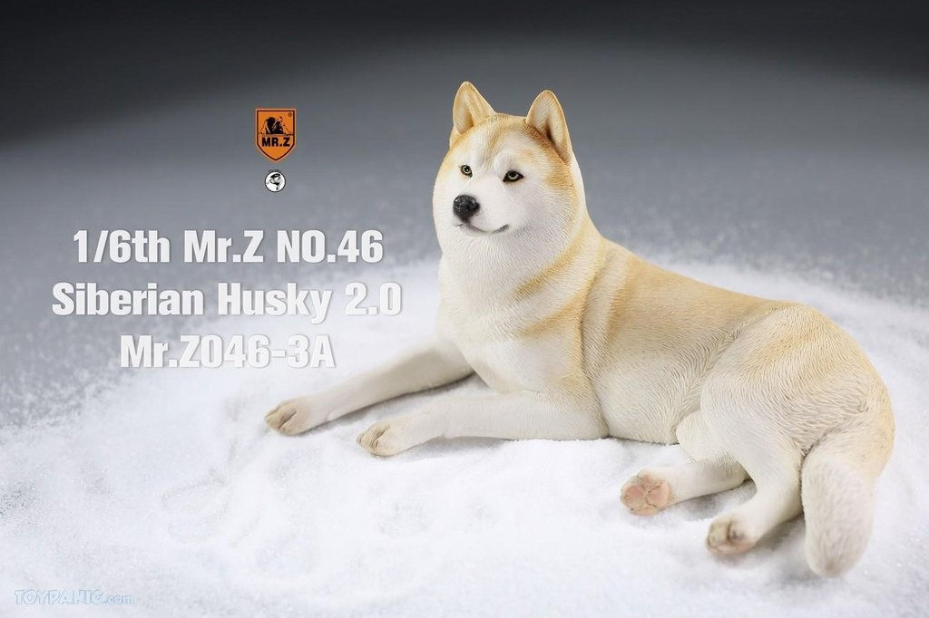 Mr. Z 1/6 Animal Model 46 Siberian Husky 2.0 (1A/2A/3A/4A/1B/2B/3B/4B)