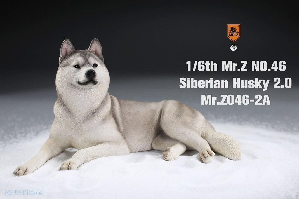 Mr. Z 1/6 Animal Model 46 Siberian Husky 2.0 (1A/2A/3A/4A/1B/2B/3B/4B)